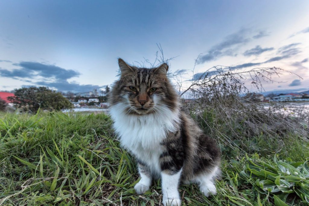chat norvégien assis dans l'herbe
