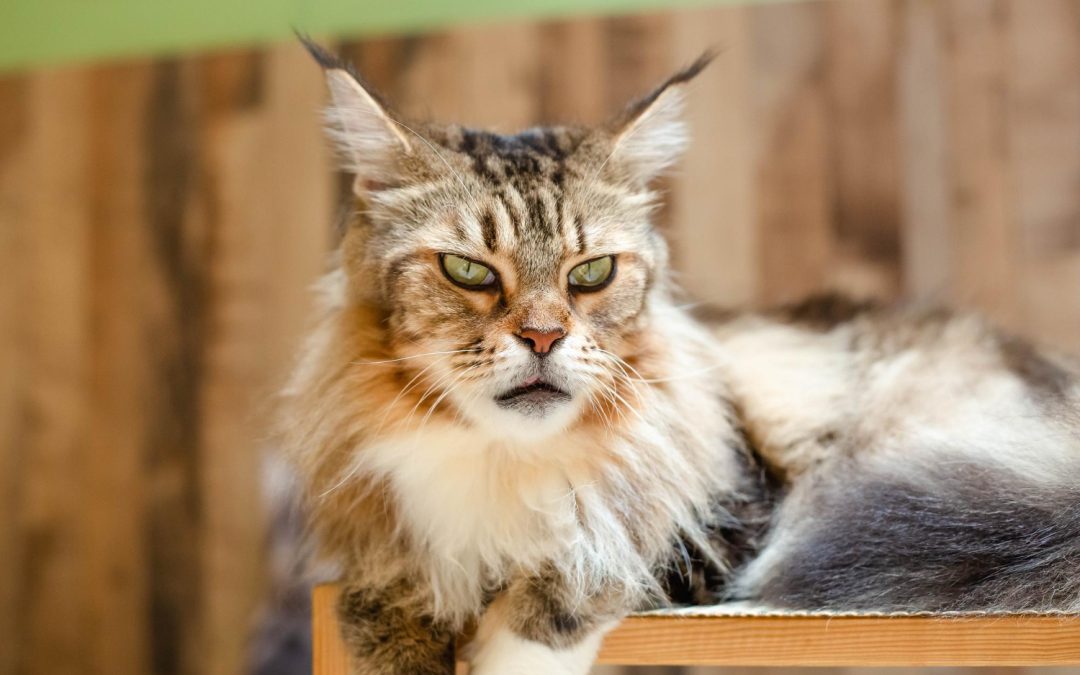 Le Stress chez le Maine Coon : Causes, Symptômes et Solutions