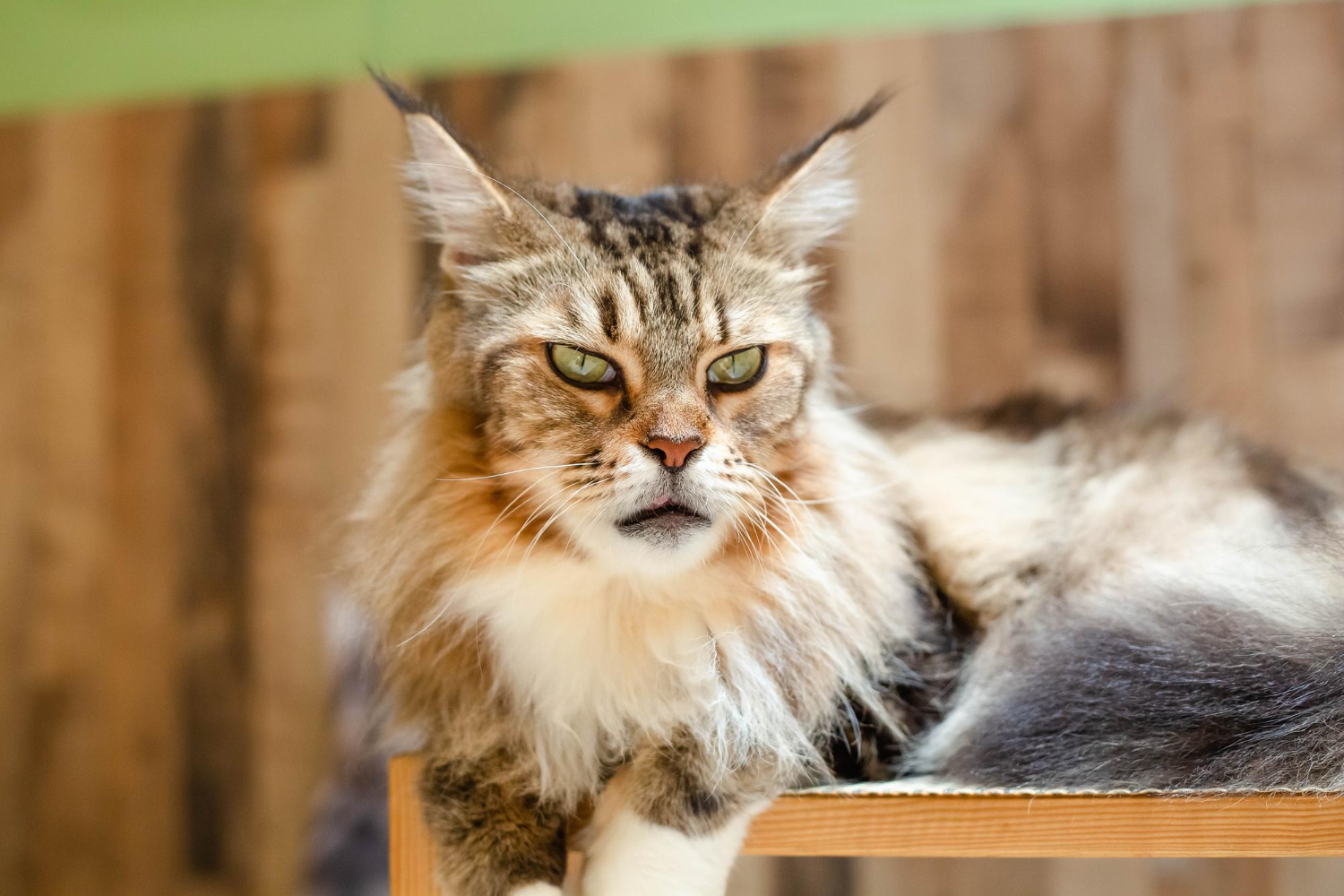 Chat de race maine coon de plusieurs colories